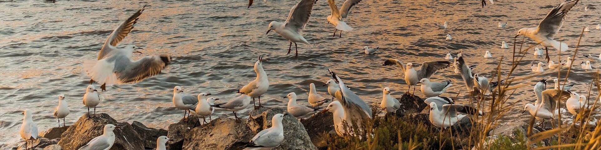 So many seagulls here I couldn't resist buying some bread at the local bakery and doing some action shots. Great place for viewing the sunset!
#sunset #grantville #victoria #seagulls