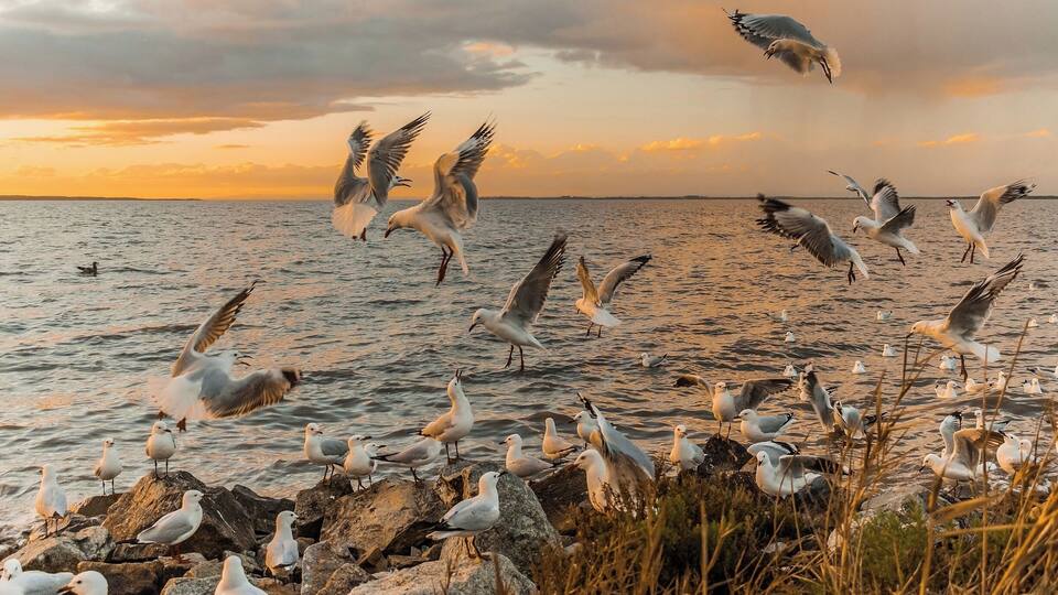 Seagulls on a rocky shore with the ocean in the background.