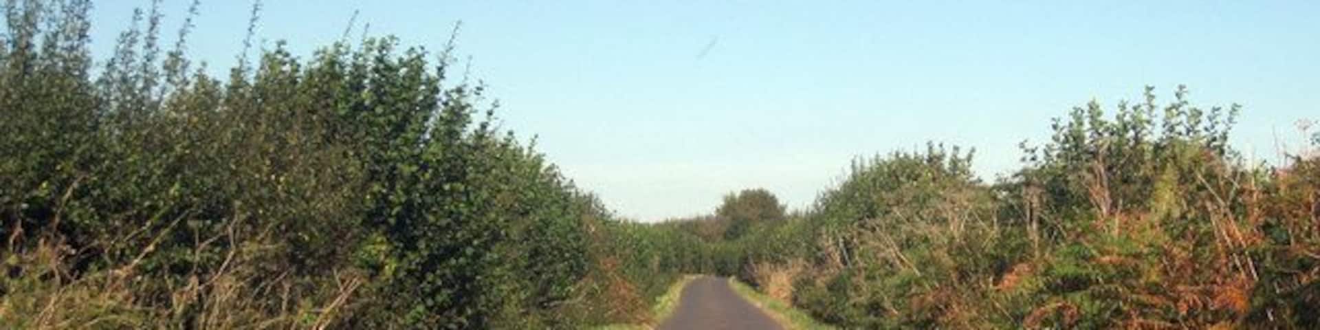 Dunn Street Towards Challock. Keywords: road, countryside, sausage, hedge