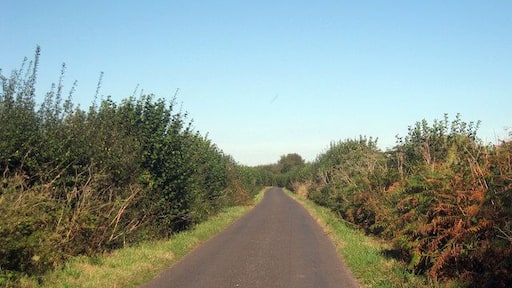 Dunn Street Towards Challock. Keywords: road, countryside, sausage, hedge