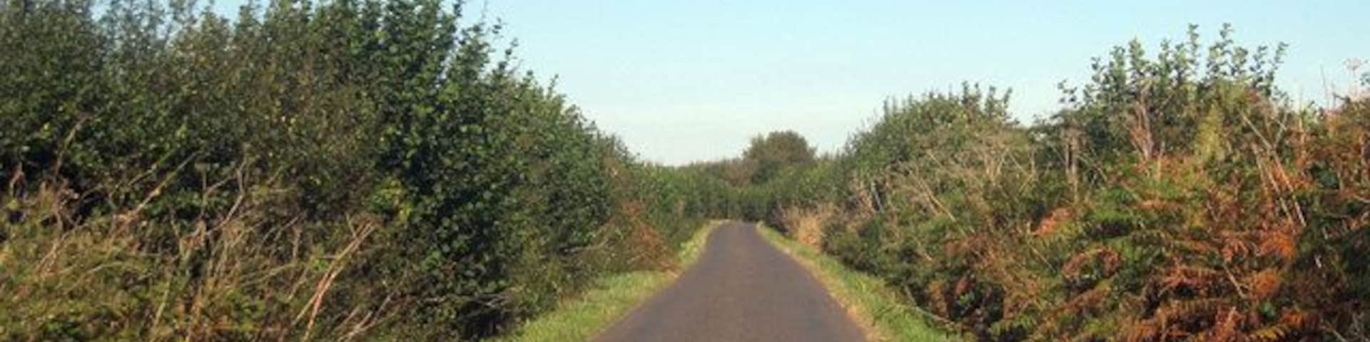 Dunn Street Towards Challock. Keywords: road, countryside, sausage, hedge