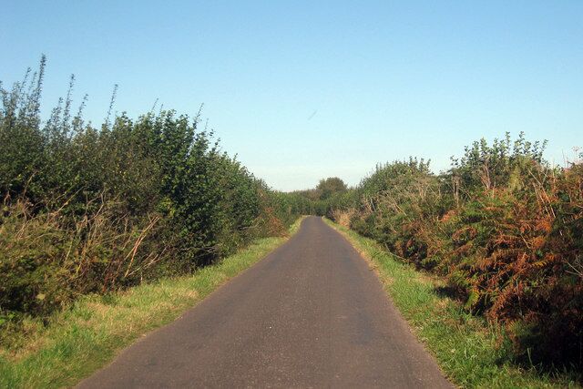 A rural road flanked by dense shrubbery and trees under a clear sky.