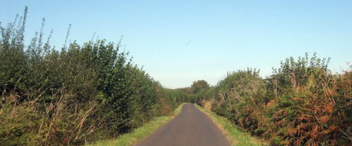 A rural road flanked by dense shrubbery and trees under a clear sky.