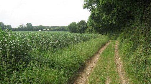 Byway to Hurst Wood This byway leads from Great Pested Farm to Hurst Wood and then onto the Faversham Road.