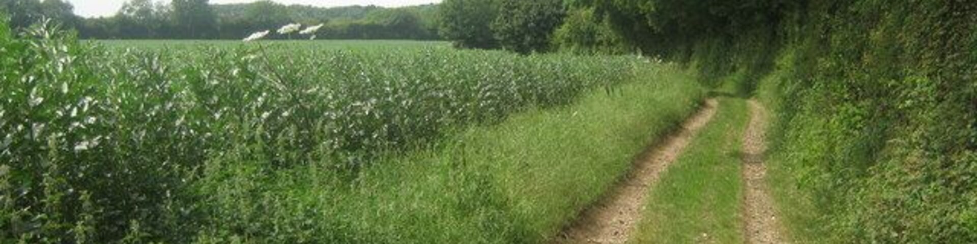 A narrow dirt path flanked by tall grass and trees, leading through a rural landscape.
