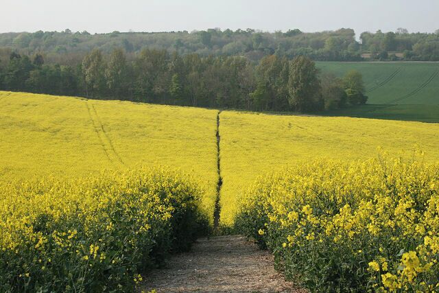 Footpath from Pear Tree Toll to Challock Church