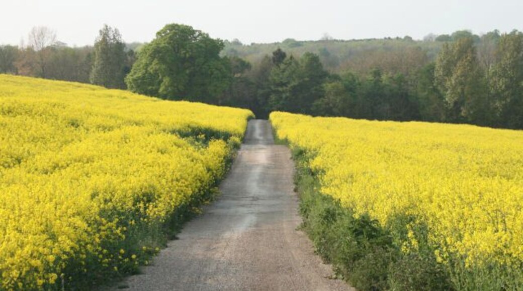 Track from Pear Tree Toll to Challock Church