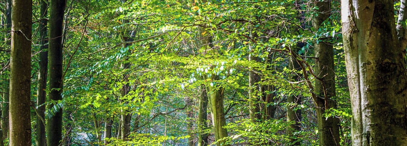 Taken in #kingswood near #challock in #kent these are some fantastic ancient #woodland #greatoutdoors
#tree #forrest #woods #green #autumn #forest