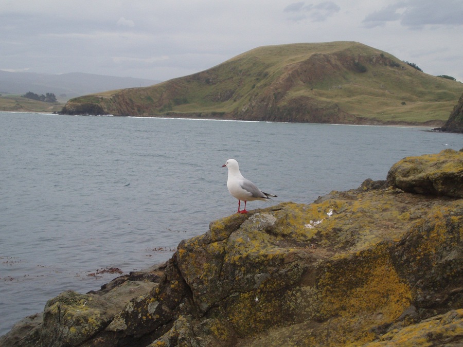 Caption---- Kakanui, New Zealand