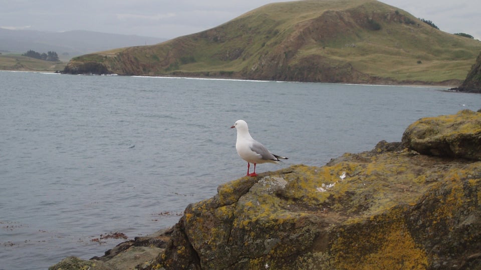 A seagull standing on a rocky shore with a body of water and a hill in the background.
