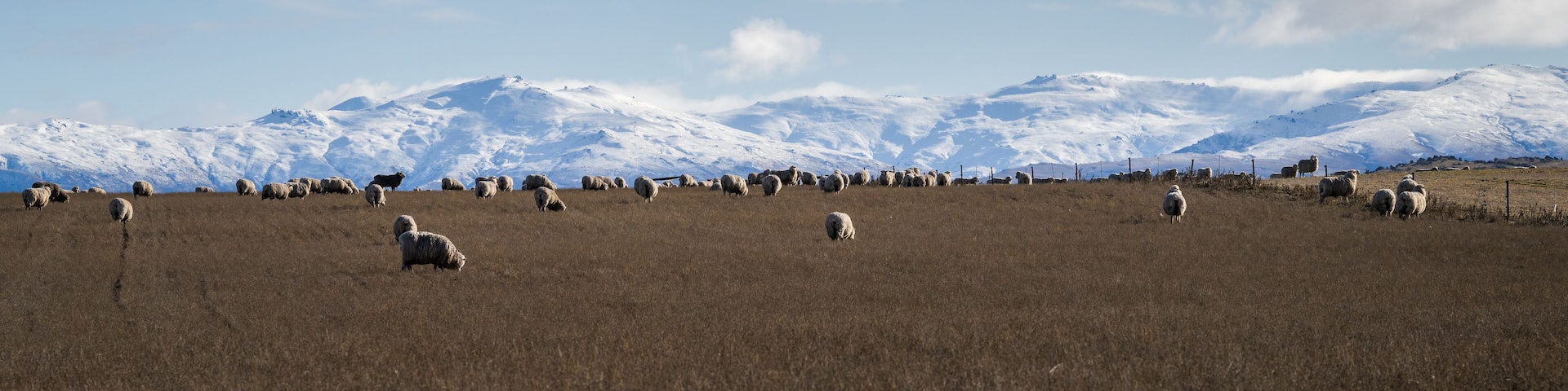 Panorama landscape of Central Otago. Sheep grazing on the hill, snow-capped Kakanui range in the distance.