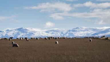 Panorama landscape of Central Otago. Sheep grazing on the hill, snow-capped Kakanui range in the distance.