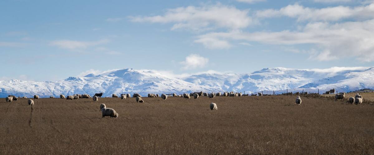 A snowy mountain range with a herd of sheep grazing in a field.