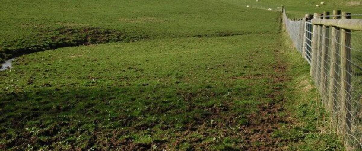 A green field with a fence and sheep.