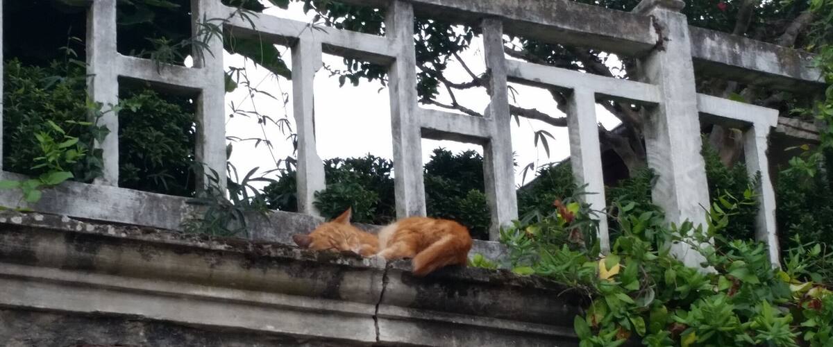 A cat sleeping on a stone wall with a white metal fence in the background.
