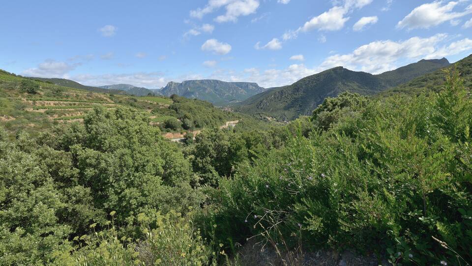 A lush valley with dense greenery and distant mountains under a clear sky.