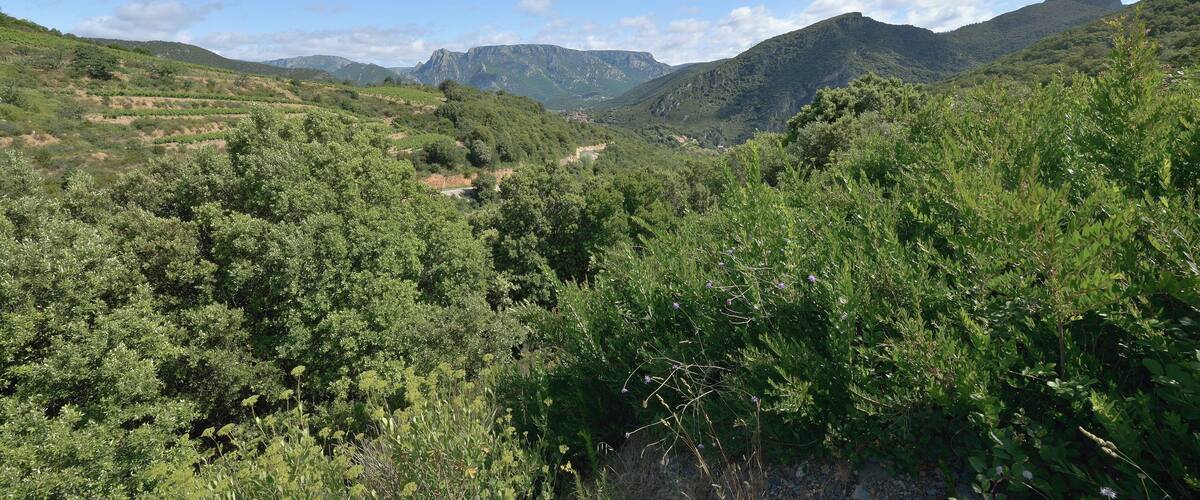 A lush valley with dense greenery and distant mountains under a clear sky.