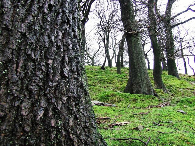 Woodlands in Dyffryn. This picture was taken on Dyffryn Mountain, near Tonna Road.