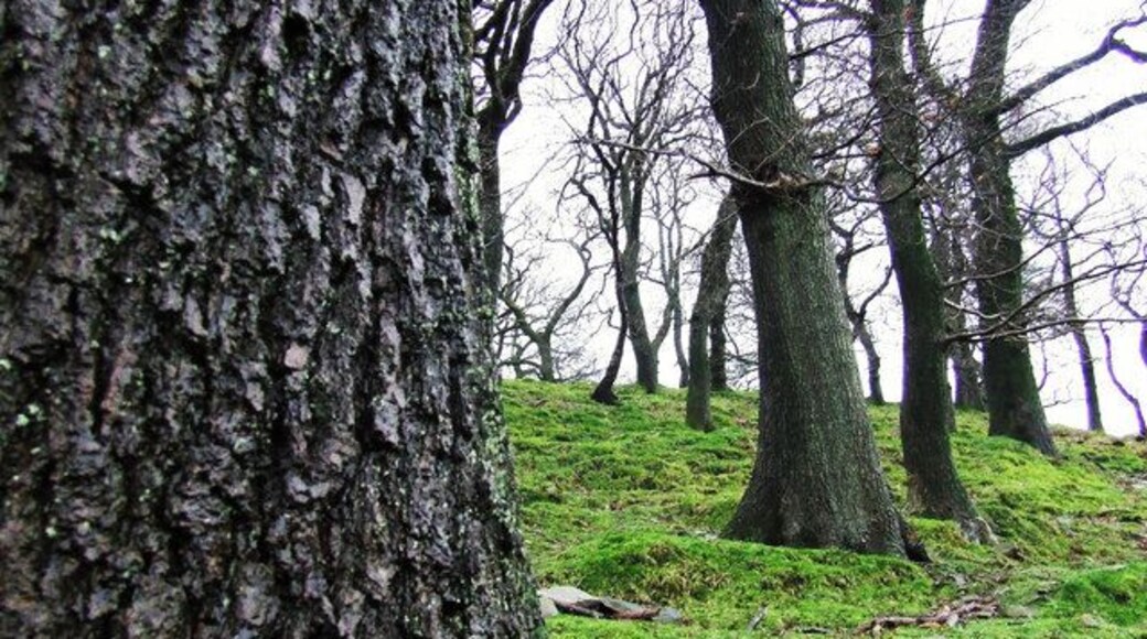 Woodlands in Dyffryn. This picture was taken on Dyffryn Mountain, near Tonna Road.
