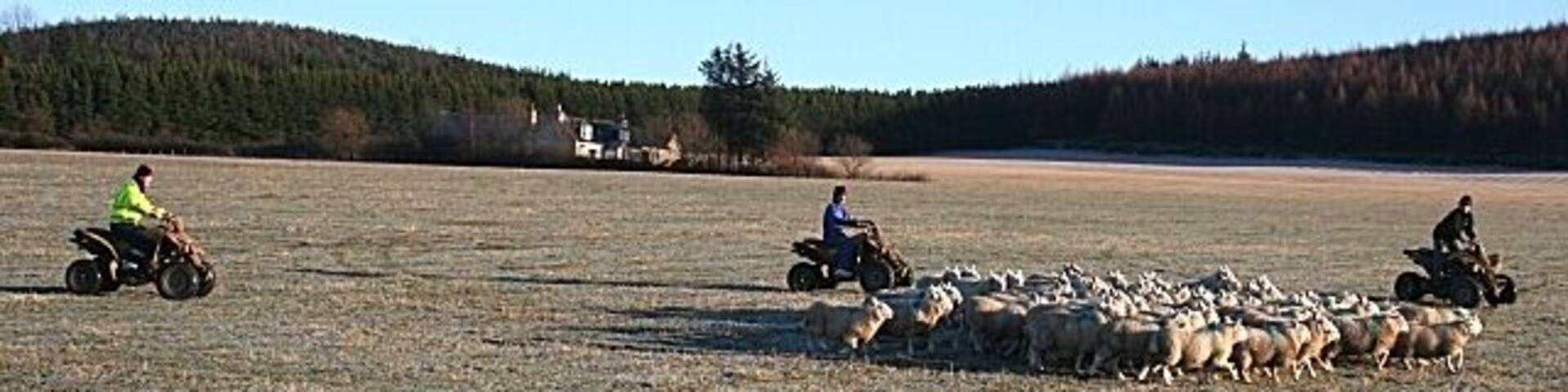 Rounding up the Flock This is the modern method of rounding up sheep - with quad bikes. The sheep were being unusually frisky and unco-operative today, but I gather that they normally react better to the quad bikes than to dogs.