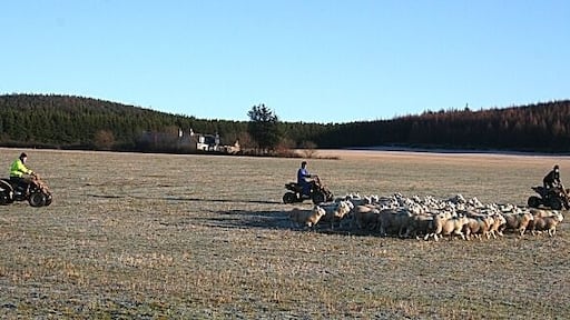 Rounding up the Flock This is the modern method of rounding up sheep - with quad bikes. The sheep were being unusually frisky and unco-operative today, but I gather that they normally react better to the quad bikes than to dogs.