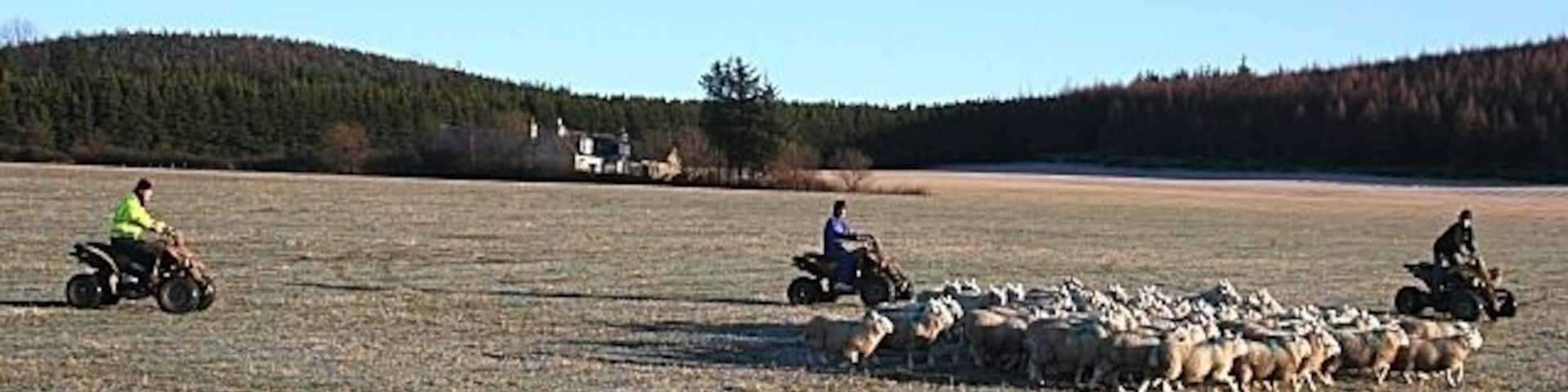 Rounding up the Flock This is the modern method of rounding up sheep - with quad bikes. The sheep were being unusually frisky and unco-operative today, but I gather that they normally react better to the quad bikes than to dogs.