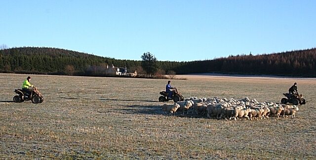 A rural landscape with a herd of sheep being herded by individuals on motorcycles.