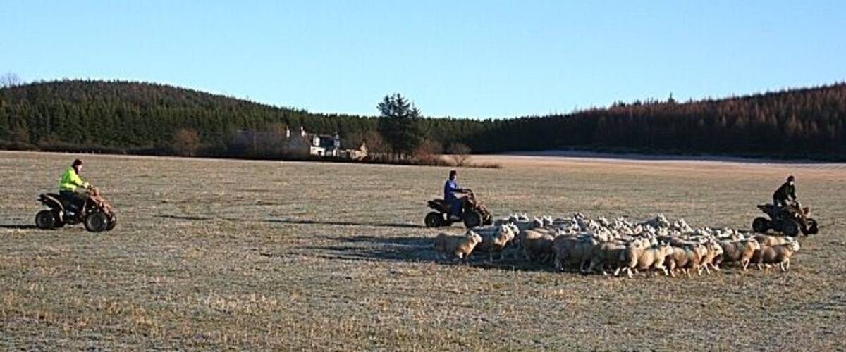 A rural landscape with a herd of sheep being herded by individuals on motorcycles.