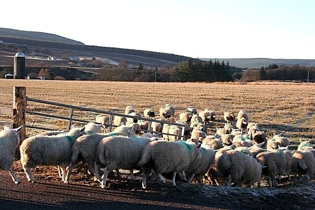 Pastures New The sheep have finally been induced to go into the new field. The silo is at Mains of Mulben, the farm to which they belong.