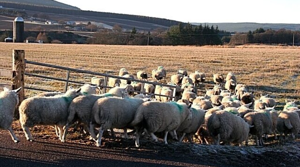 Pastures New The sheep have finally been induced to go into the new field. The silo is at Mains of Mulben, the farm to which they belong.
