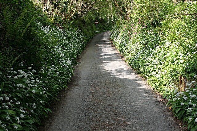 Ramsons Flowering on the Banks of a Narrow Lane. Ramsons, a member of the garlic family, have an unmistakable garlic-like smell. This lane leads southwest from Bag Lane underneath the railway line.