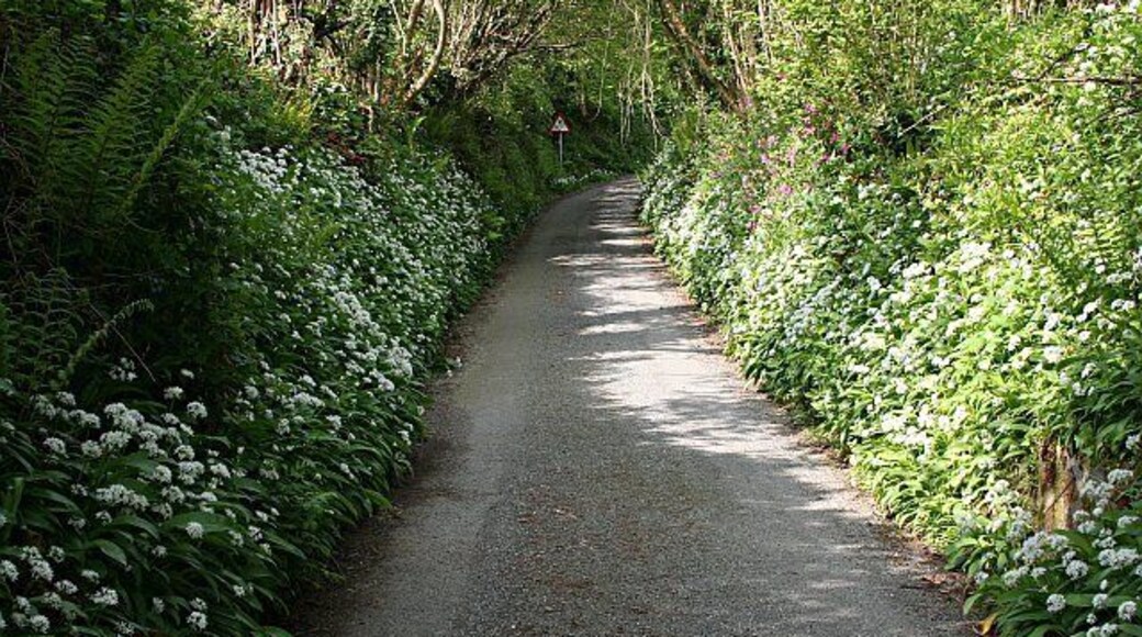 Ramsons Flowering on the Banks of a Narrow Lane. Ramsons, a member of the garlic family, have an unmistakable garlic-like smell. This lane leads southwest from Bag Lane underneath the railway line.