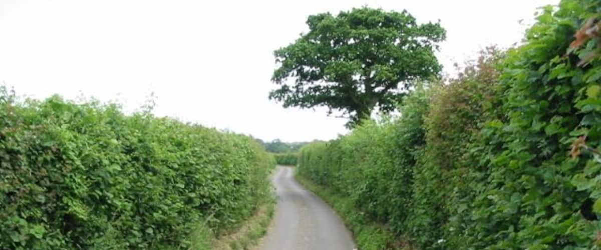 A narrow rural road flanked by dense hedgerows and a large tree in the distance.