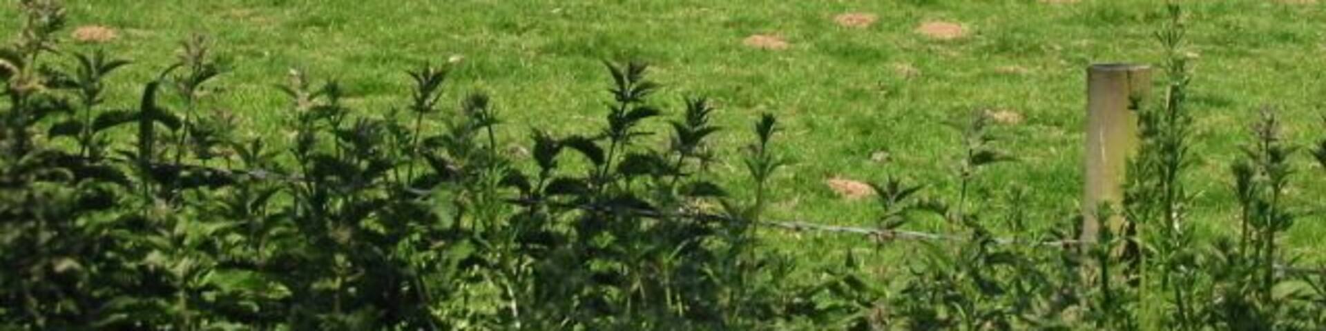 View across the field towards Smezzel Written as Smezzel on the OS maps, the Magic (Multi Agency Geographic Information) map shows this as Smersole http://www.magic.gov.uk/website/magic/viewer.htm?startTopic=magicall&chosenLayers=moncIndex&xygridref=621500,143500&startscale=10000