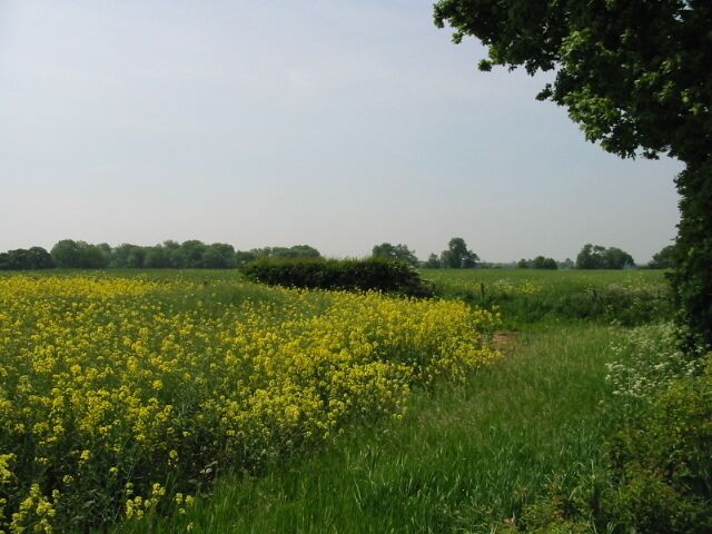 Looking SW across the fields from Swanton Lane