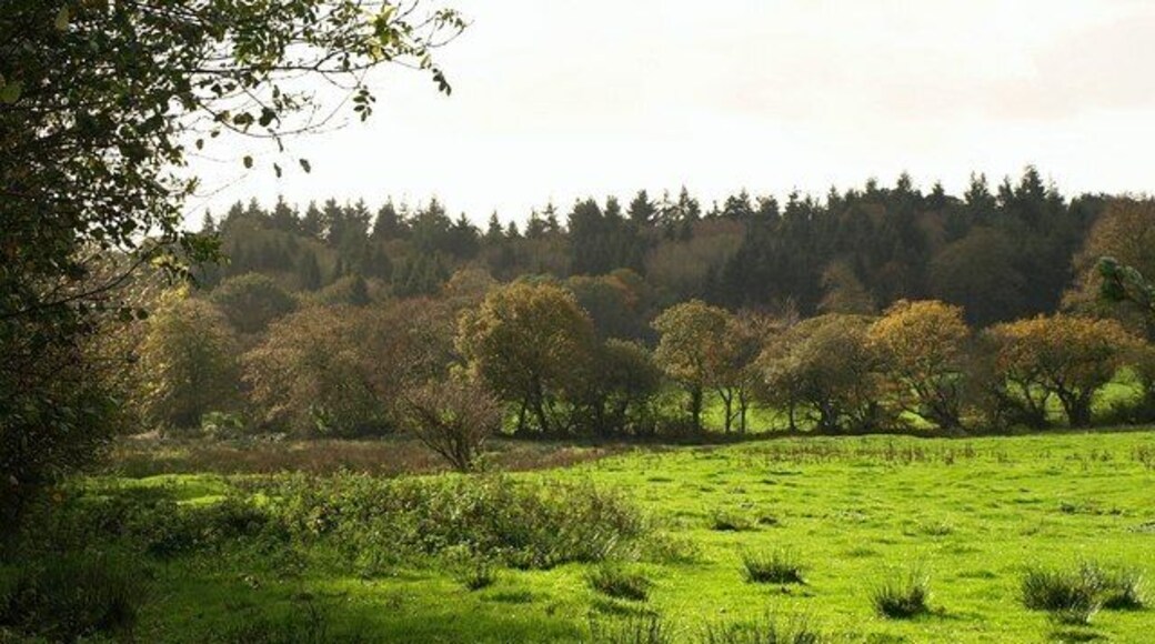 Meadow near Baccamore From the lane junction near Baccamore Pits, a view down a narrow meadow beside Ridgecot Lake.