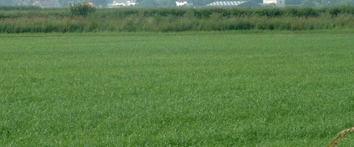 A green field with a distant view of houses and a church steeple.