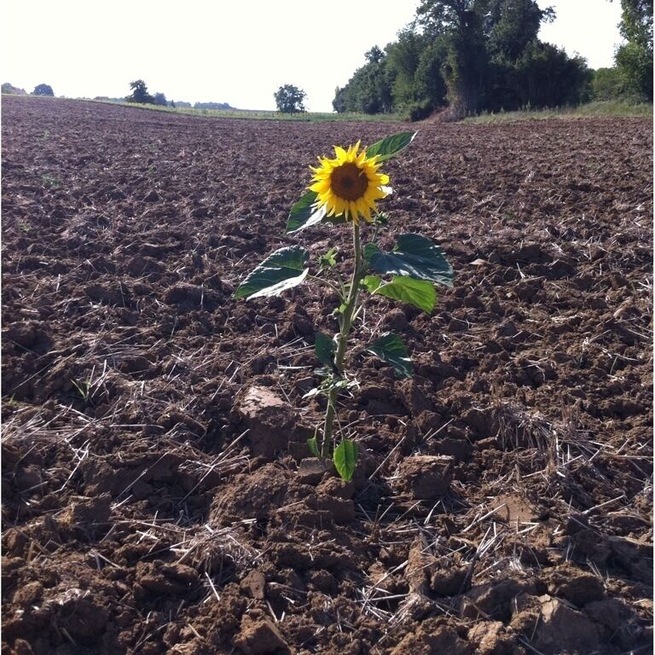 Lonely sunflower