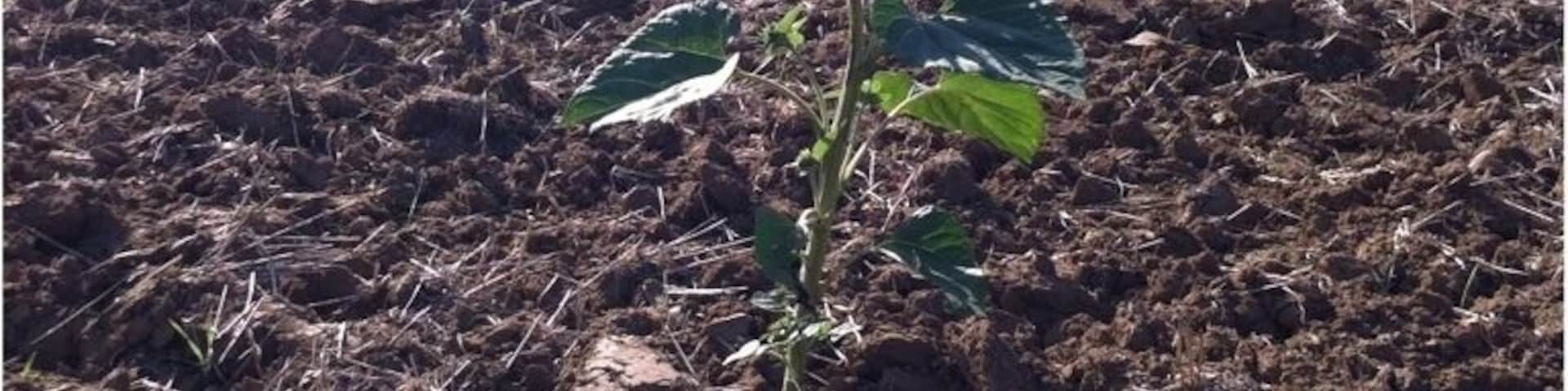Lonely sunflower