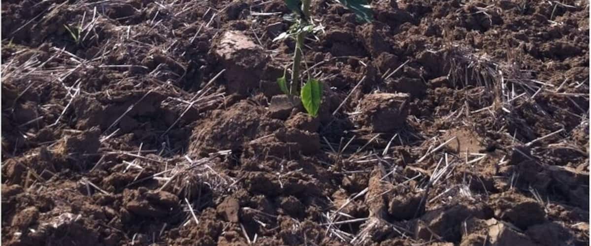A sunflower in a plowed field with trees in the background.