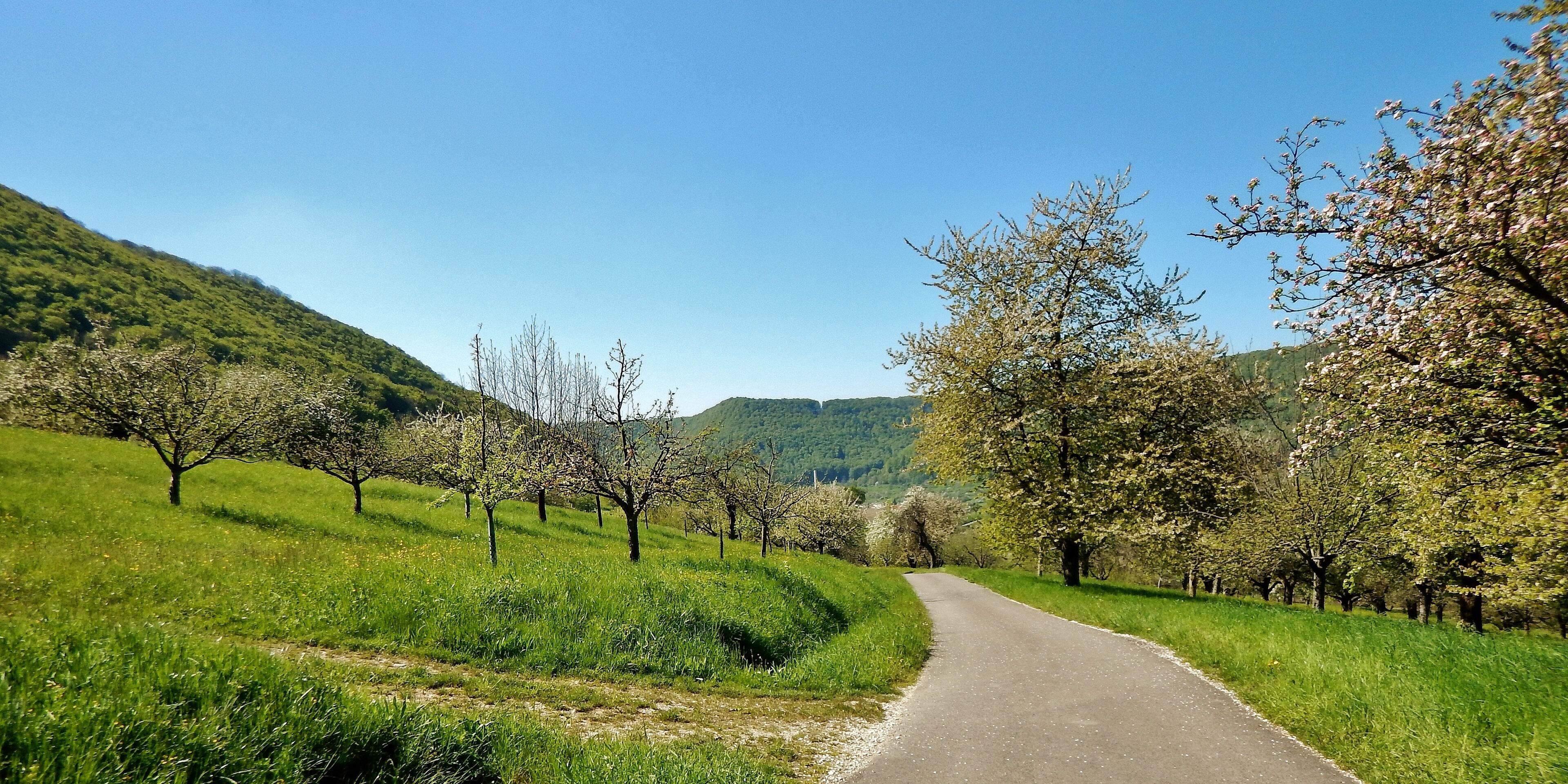 A rural road flanked by trees and green fields.