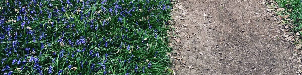 Beautiful bluebells at Hole Park #SpringFun