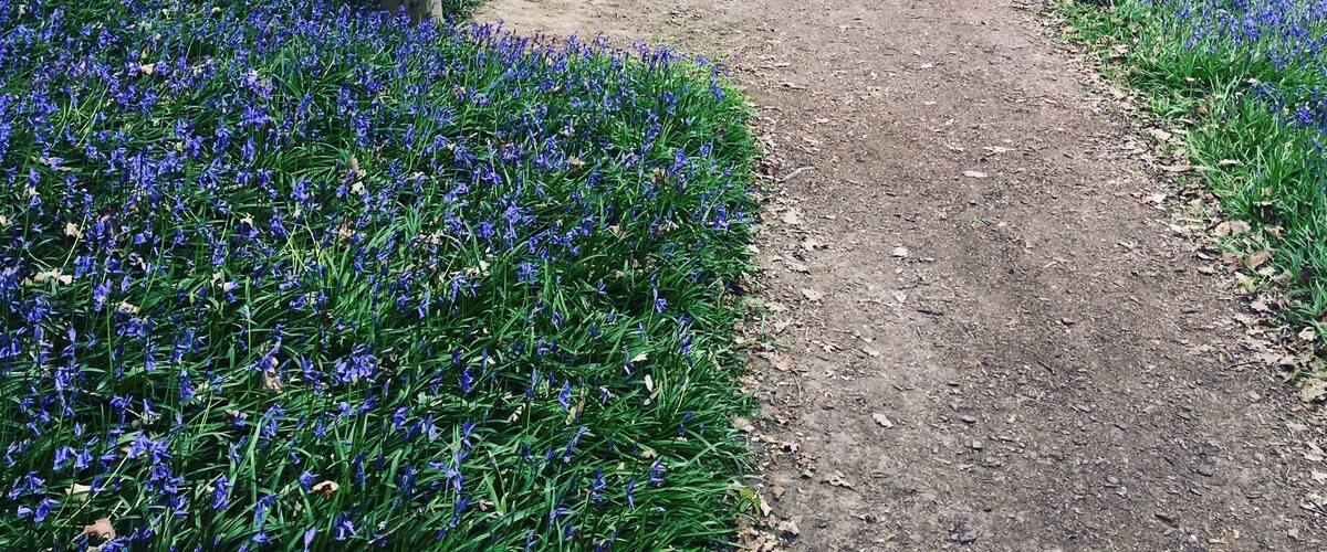 Beautiful bluebells at Hole Park #SpringFun