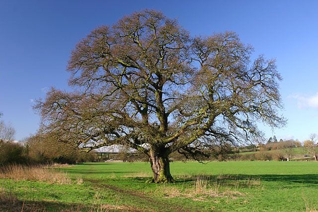 Oak Tree near Northway A solitary oak tree in a field near Northway. The M5 motorway can just be seen in the background.