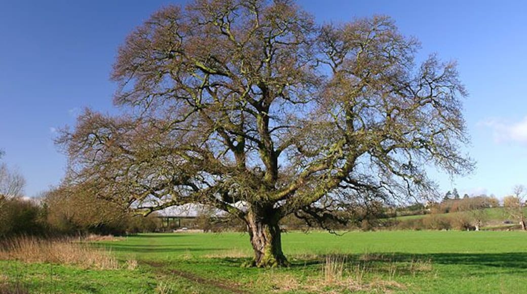 Oak Tree near Northway A solitary oak tree in a field near Northway. The M5 motorway can just be seen in the background.