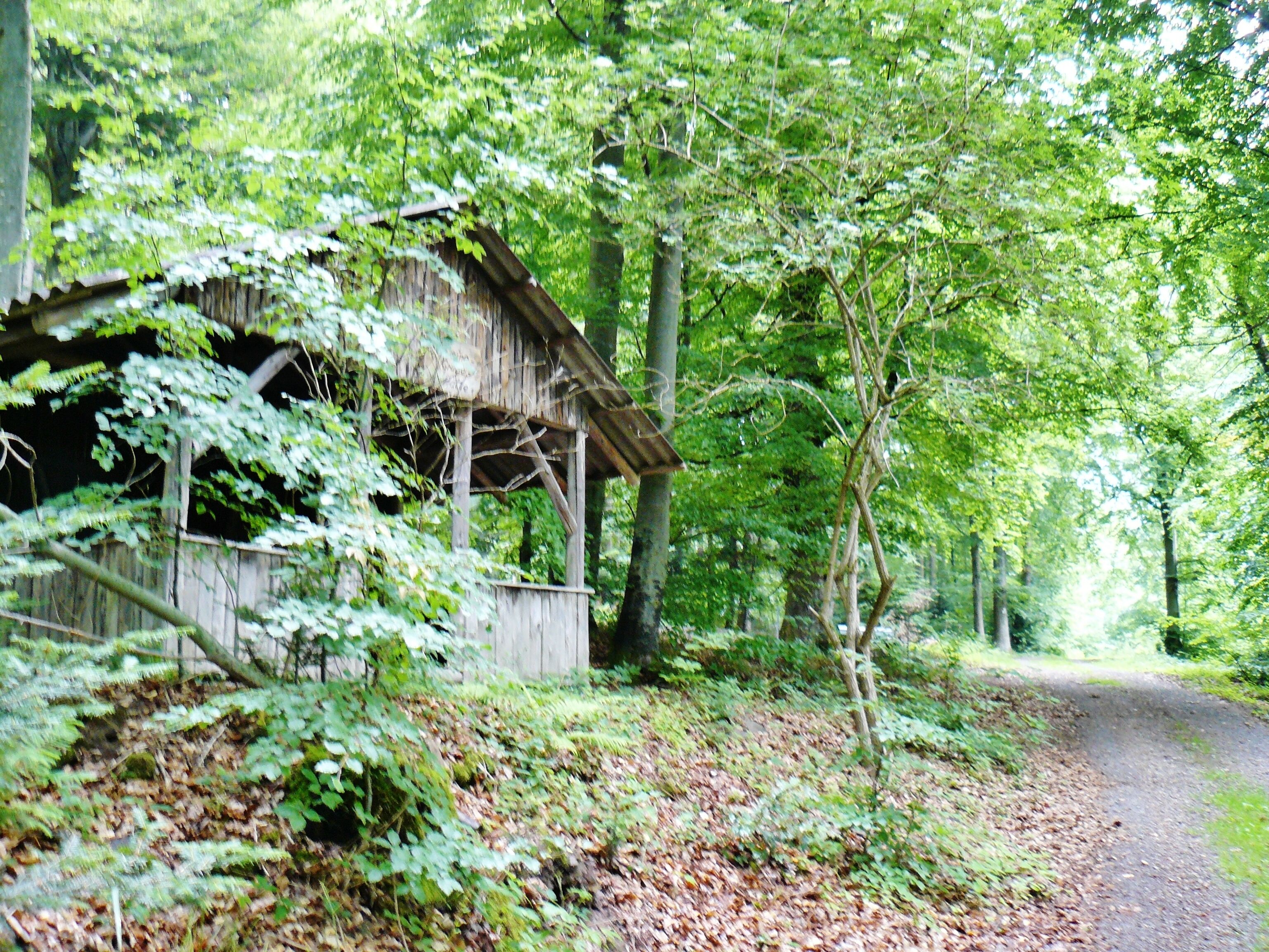 Schweine-Grube-Hütte