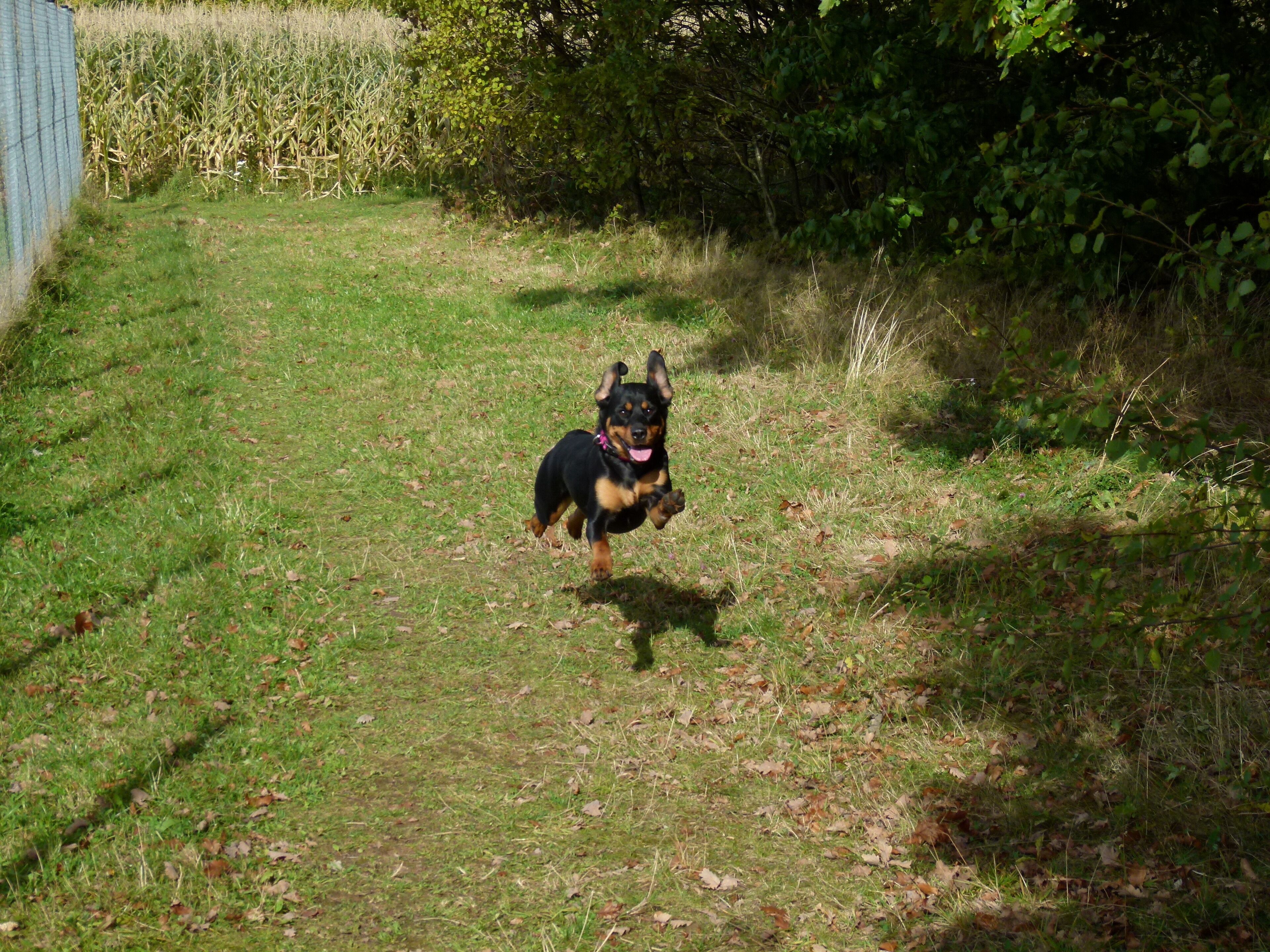 Airborne Super-Dog On Mission
