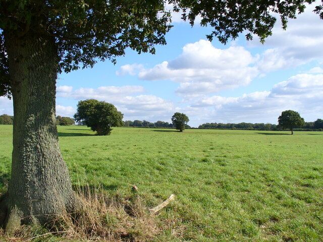 Grassy Wealden Field East of Petworth Trees dot the large undulating meadow. Soils here are usually clay.