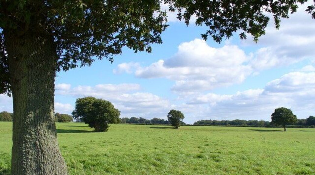 Grassy Wealden Field East of Petworth Trees dot the large undulating meadow. Soils here are usually clay.
