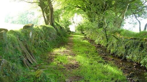 Green Lane near Wrangaton Moor Gate. This shady "water lane" carries a water channel down from Wrangaton Moor.